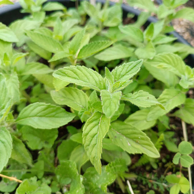 Мята банановая Banana