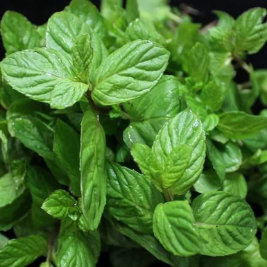 Мята Карамелька