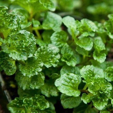 Мята Криспа