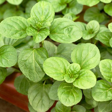 Мята Бергамот