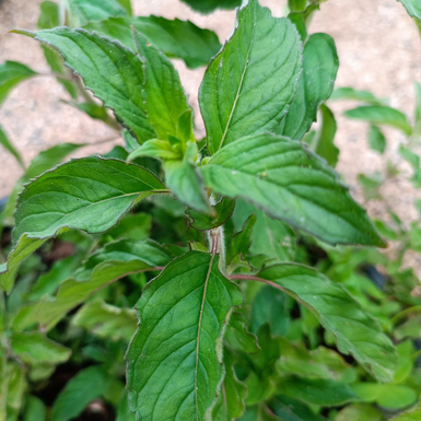 Мята Фруктовый сорбет