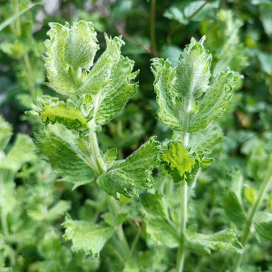 Мята Чёрная Смородина