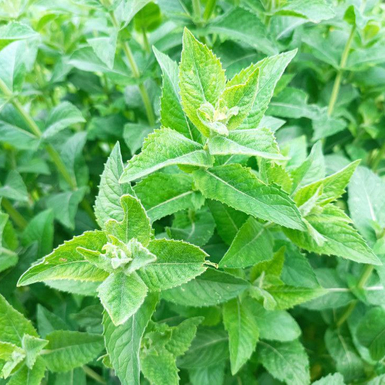 Мята Лаймовое Мороженое