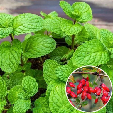 Мята Барбарис