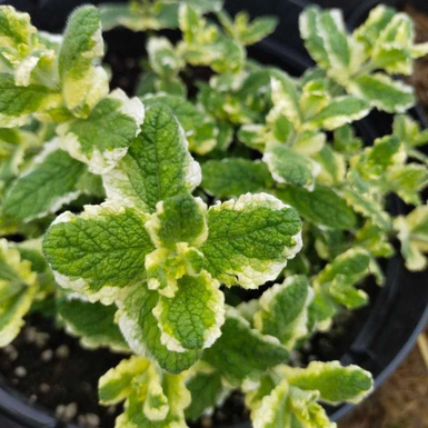 Мята Ананасная