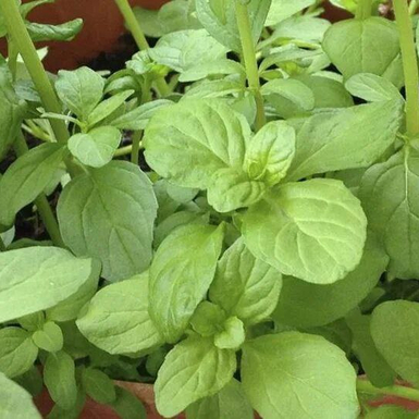 Мята овощная «Ясная нотка»