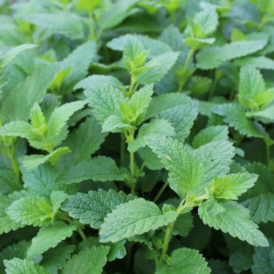 Мелисса лекарственная