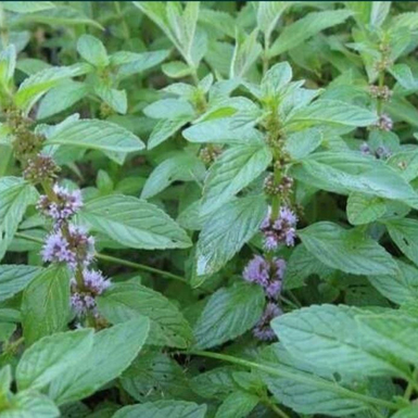 Мята перечная