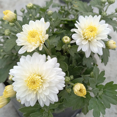 Хризантема мультифлора Merelin (Мэрелин)