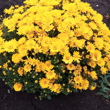 Хризантема мультифлора Branbeach Sunny (Бранбич Санни)