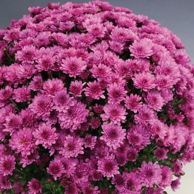 Хризантема мультифлора Bransound Purple (Брансаунд Пурпл)
