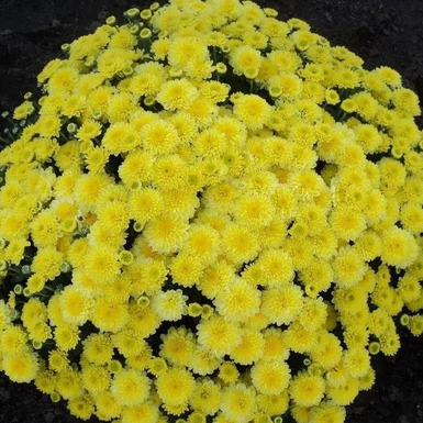 Хризантема мультифлора Elfie Yellow (Эльф Еллоу)