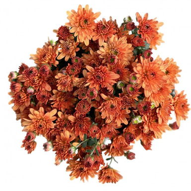 Хризантема мультифлора Bransound Dark Orange (Брансаунд Дарк Оранж)
