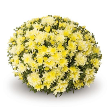 Хризантема мультифлора Bigli Yellow (Бигли Еллоу)