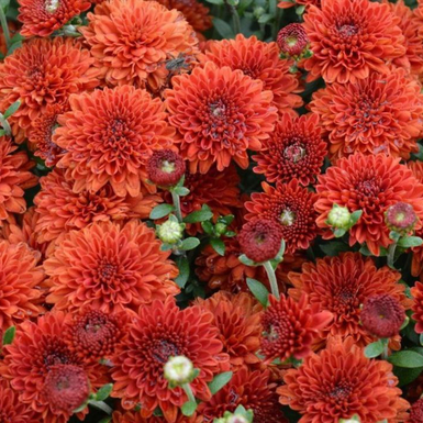 Хризантема мультифлора Daybreak Dark Bronze (Дайбрек Дарк Бронз)