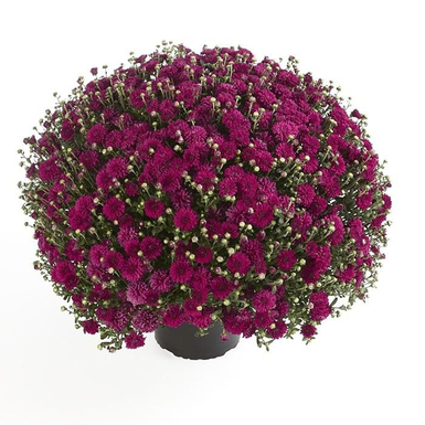 Хризантема мультифлора Harlem (Харлем)