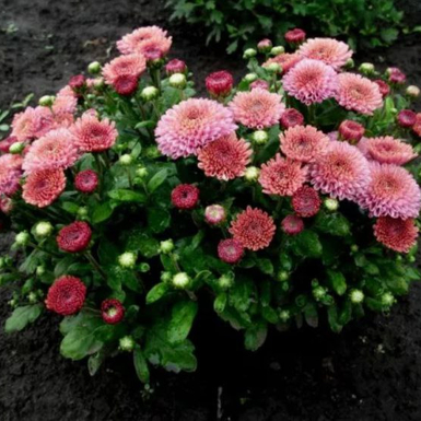 Хризантема мультифлора Kateli Pink (Катели пинк)