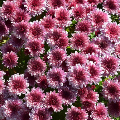 Хризантема мультифлора Sunbeam Lively Pink Bicolor (Санбим ливли пинк биколор)