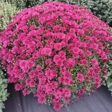 Хризантема мультифлора Cabalero Violet (Кабалеро Виолет)