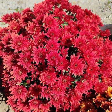 Хризантема мультифлора Otilia Red (Отилия Ред)