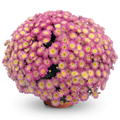 Хризантема мультифлора Shore Appleblossom (Шор Эпплблоссом)