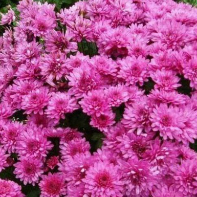 Хризантема мультифлора Sund Purple (Сунд Пурпл)