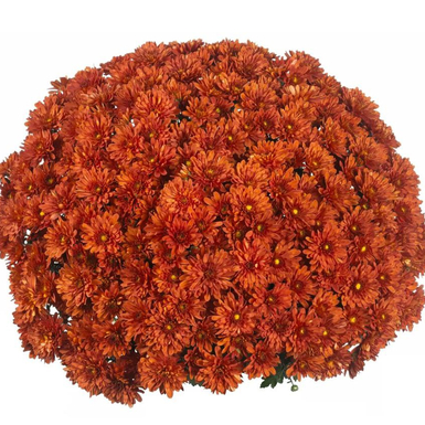 Хризантема мультифлора Reef Bronze (Риф Бронз)