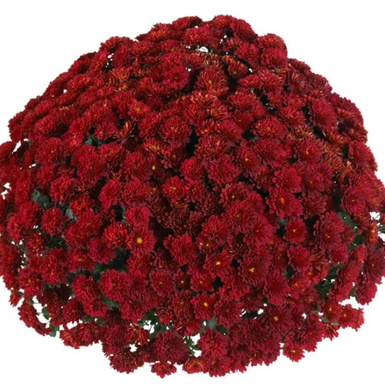 Хризантема мультифлора Volley Red (Волей Ред)