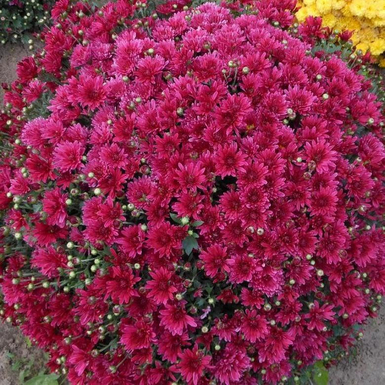 Хризантема мультифлора Cherry Purple (Черри Пурпл)