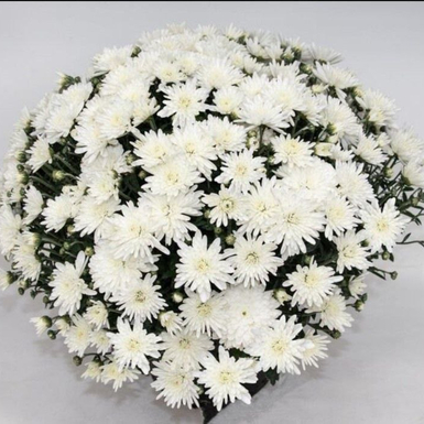 Хризантема мультифлора Branangel White (Бранангел Вайт)