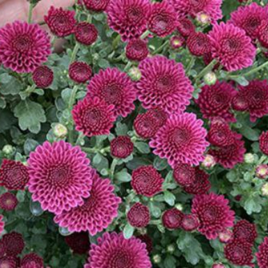 Хризантема мультифлора Purple Pompon (Пурпл Помпон)