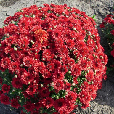 Хризантема мультифлора Pobo Red (Побо Ред)