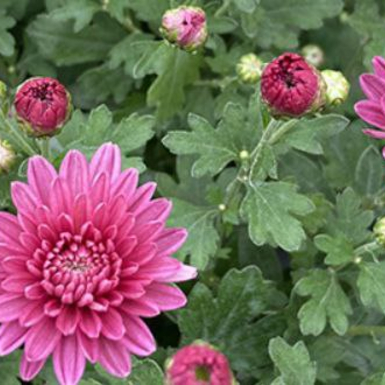 Хризантема мультифлора Joi (Джой)