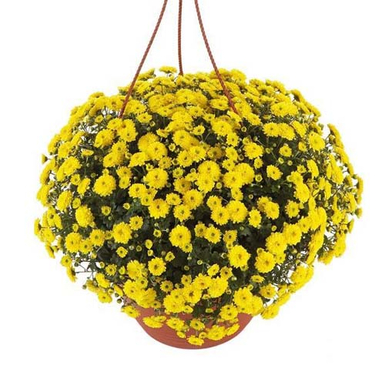 Хризантема ампельная Skyfall Yellow (Скайфолл еллоу)