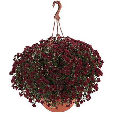 Хризантема ампельная Skyfall red (Скайфолл ред)