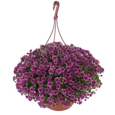 Хризантема ампельная Skyfall pink (Скайфолл пинк)