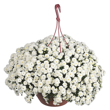 Хризантема ампельная Skyfall White (Скайфолл Вайт)