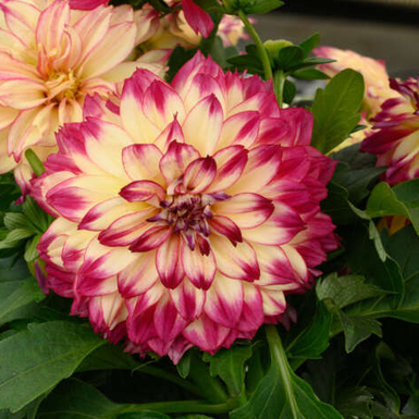 Георгина CHÉRIE Abstract Raspberry