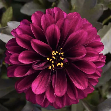 Георгина City Lights Purple