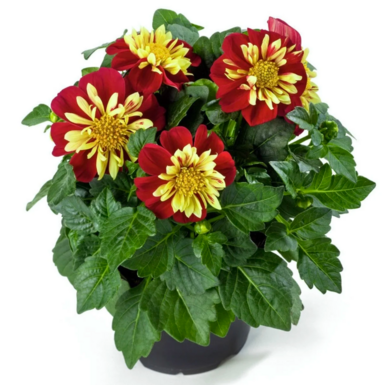 Георгина DAHLIETTA Surprise Cindy