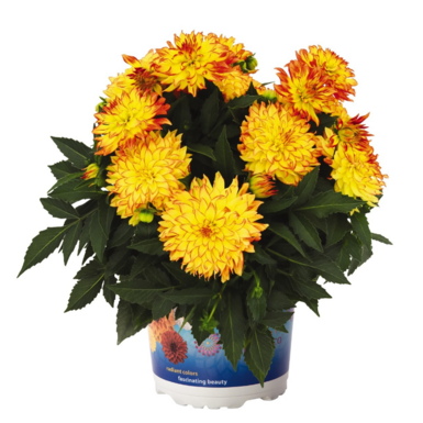 Георгина DAHLINOVA HYPNOTICA Yellow Bicolor