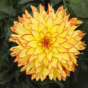 Георгина DAHLINOVA HYPNOTICA Yellow Bicolor