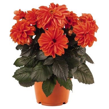 Георгина Dahlinova Temptation Orange