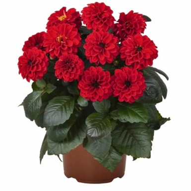 Георгина Dahlinova Temptation Red