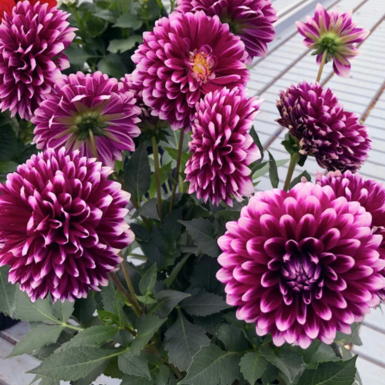 Георгина Dalaya Maxi Cancun