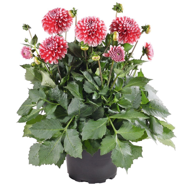 Георгина Dalaya Maxi Maxi Merida