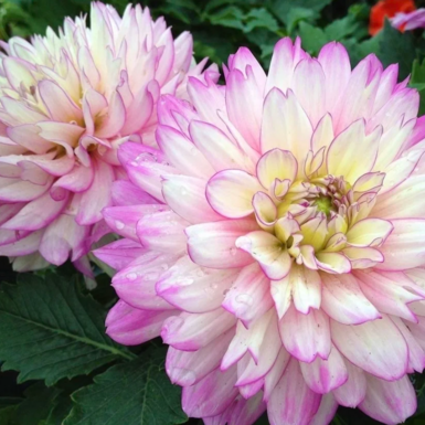 Георгина Dalaya Maxi Salinas