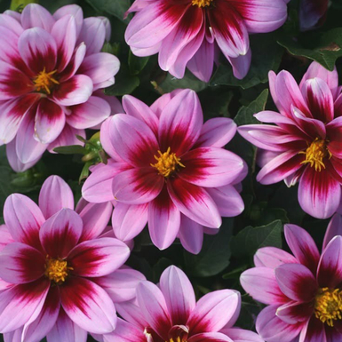 Георгина Dalaya Meena Yogi