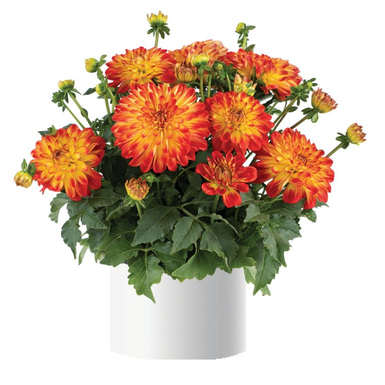 Георгина DARLIN Orange Flare