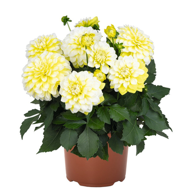 Георгина Hypnotica Lemon Swirl